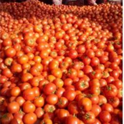 山東省日照市莒縣騰達農產品公司 大紅硬果西紅柿批發供應與價格行情分析