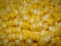 東北粘大米廠家與批發商價格表