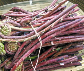 永興潤橙惠農產品經營部 優質食用農產品批發與供應的優選合作伙伴