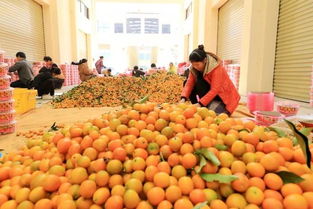 金桔電商賦能食用農(nóng)產(chǎn)品批發(fā) 開啟產(chǎn)業(yè)鏈升級(jí)新篇章